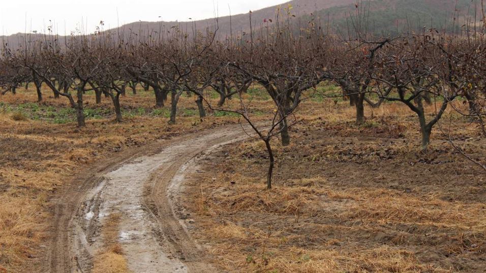 fruit trees Pungyang-ri cofarm